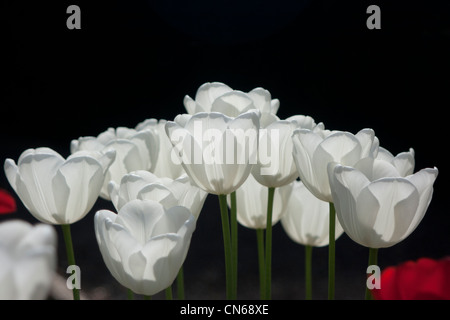 White tulips against a dark background Stock Photo