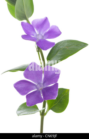 Vinca major, Bigleaf Periwinkle, Large Periwinkle, Greater Periwinkle or Blue Periwinkle. Stock Photo