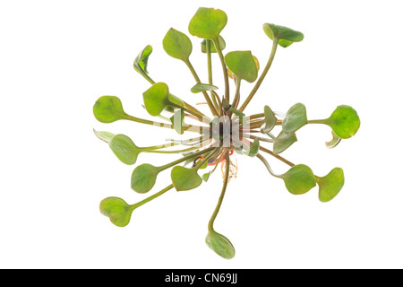 Claytonia perfoliata or Miner's lettuce, Winter Purslane, Spring Beauty, Indian lettuce. Stock Photo