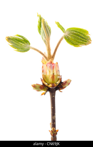 New shoot of Aesculus hippocastanum commonly known as Horse-chestnut or Conker tree. Stock Photo