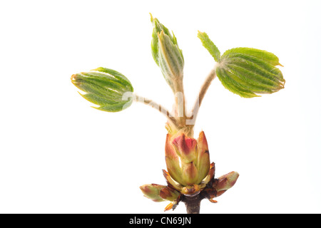 New shoot of Aesculus hippocastanum commonly known as Horse-chestnut or Conker tree. Stock Photo