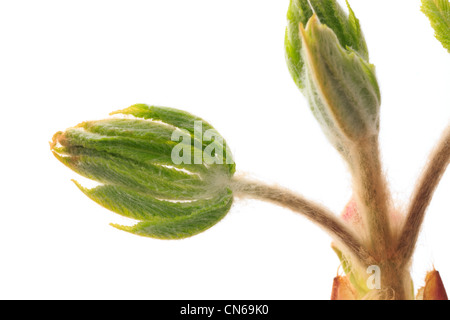 New shoot of Aesculus hippocastanum commonly known as Horse-chestnut or Conker tree. Stock Photo