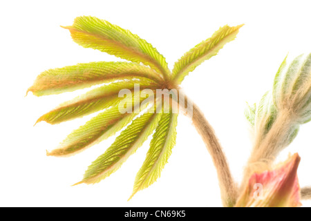 New shoot of Aesculus hippocastanum commonly known as Horse-chestnut or Conker tree. Stock Photo