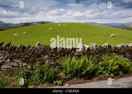 UK, Cumbria, Lake District, High Wray, sheep grazing in field beyond dry stone wall Stock Photo