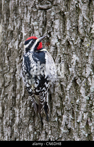 Yellow-bellied Sapsucker woodpecker bird birds songbird songbirds Ornithology Science Nature Wildlife Environment vertical Stock Photo