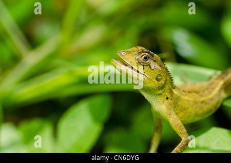 Green lizard in the nature Stock Photo - Alamy