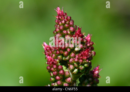 Flower buds and flowers of the wild Common Sorrel (Rumex acetosa) Stock Photo