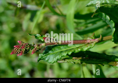 Flower stalk with flowers and flower buds of the wild Common Sorrel (Rumex acetosa) Stock Photo