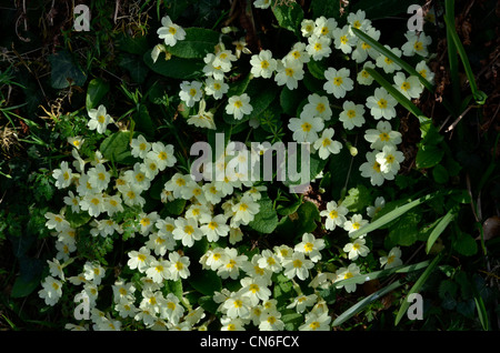 Mass of Primrose / Primula vulgaris flowers on hedge bank. Stock Photo