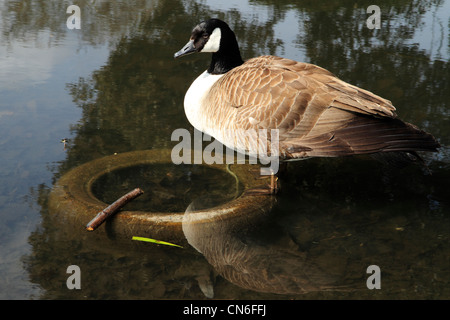 Canada Goose (Branta canadensis) standing on submerged tyre in stream, Kent, UK Stock Photo