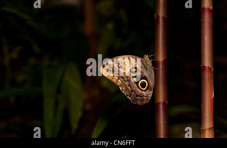 A Tawny Owl Butterfly (Caligo Memnon) resting on bamboo stem Stock Photo