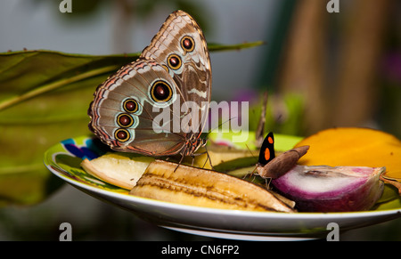 A Blue Morpho Butterfly (Morpho peleides) eating fruit on a plate. Stock Photo