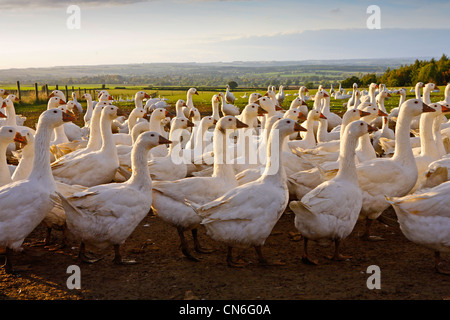 Geese farm, Oxfordshire, United Kingdom. Free-range birds may be at risk if Avian Flu (Bird Flu Virus) spreads Stock Photo