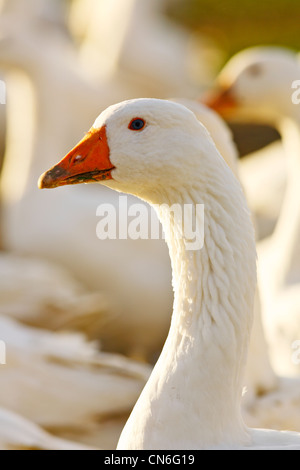 Goose, Oxfordshire, United Kingdom. Free-range birds may be at risk if Avian Flu (Bird Flu Virus) spreads Stock Photo