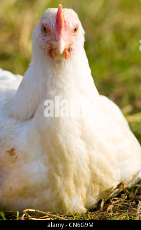 Free-range chicken of breed Isa 257 roams freely at Sheepdrove Organic Farm , Lambourn, England Stock Photo