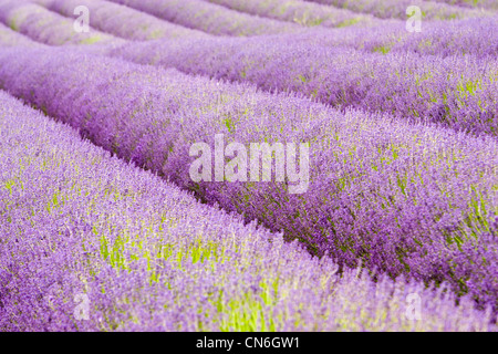 Snowshill lavender field, Worcestershire, United Kingdom The Cotswolds Stock Photo