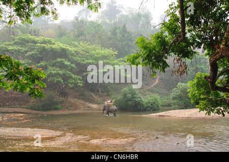 Elephant river trek at Maetaman Elephant Camp, near Chiang Mai, Chiang Mai Province, Thailand Stock Photo