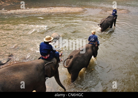 Mahouts washing their elephants in river at Maetaman Elephant Camp, near Chiang Mai, Chiang Mai Province, Thailand Stock Photo