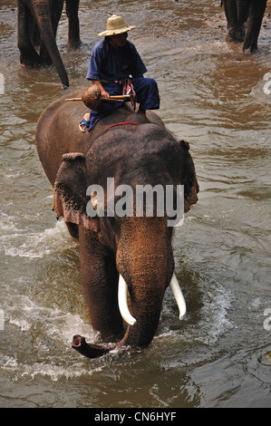 Elephant river trek at Maetaman Elephant Camp, near Chiang Mai, Chiang Mai Province, Thailand Stock Photo