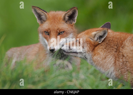 Red Fox (Vulpes vulpes) Stock Photo