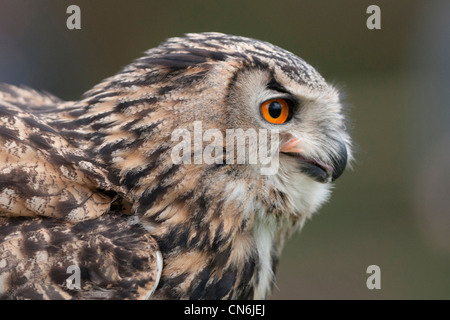 Eurasian eagle-owl (Bubo bubo) Stock Photo