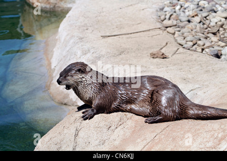 A North American River Otter, Lontra canadensis, also called the Northern River Otter or the Common Otter.