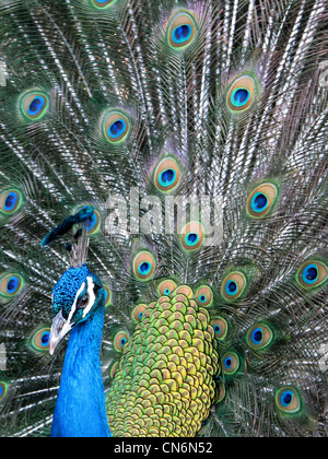 A colorful Peacock with tail feathers spread showing spectacular plumage filling the entire frame of the photograph