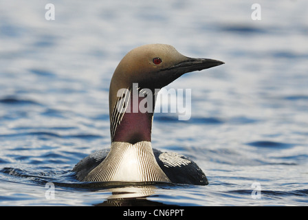 Black-throated Diver (Gavia arctica) aka Arctic Loon in a Swedish lake Stock Photo