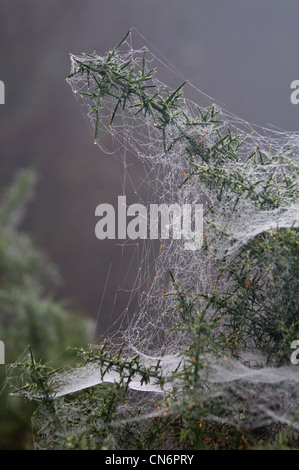 European Gorse (Ulex europaeus) draped in dew-laden cobwebs on a misty autumn morning, in the New Forest, Hampshire. October. Stock Photo