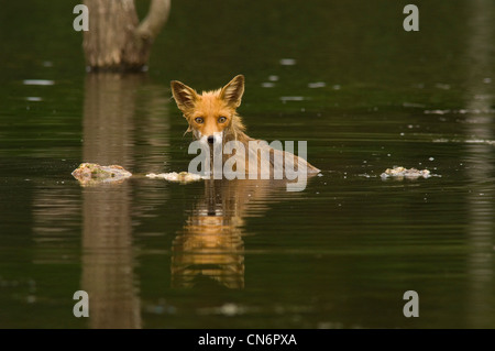 Red fox feeding of carcase in lake water Stock Photo