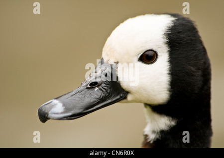 White-faced Whistling Duck (Dendrocygna viduata), close up of the head. Captive subject at the Wildfowl & Wetlands Trust Arundel Stock Photo
