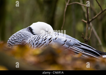 Emperor Goose (Chen canagica) snoozing in autuimn leaves at the Wildfowl & Wetlands Trust in Arundel. Captive subject. Stock Photo