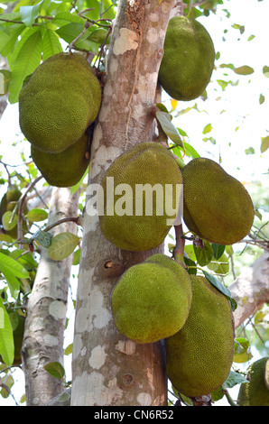 A tree branch full of jack fruits , jackfruit hanging on the tree Stock Photo