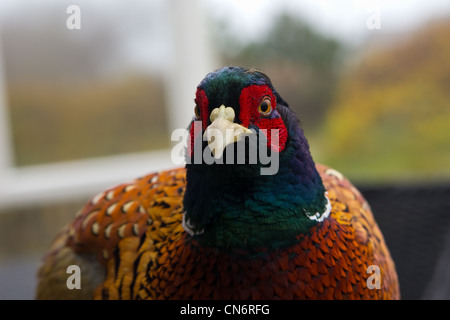 Fasan Phasianus colchicus bird chicken rooster Stock Photo