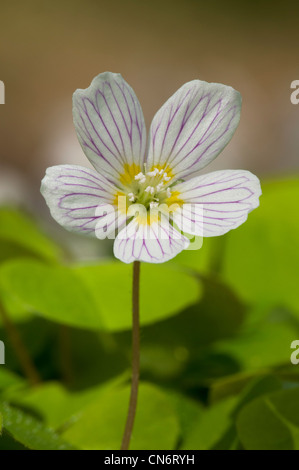 A single bloom of wood sorrel (Oxalis acetosella) growing in Oxleas Wood, in the London Borough of Greenwich. April. Stock Photo