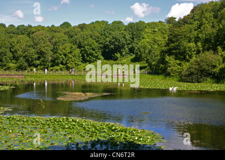 Bosherston Lakes and Lily Ponds, Stackpole National Nature Reserve ...