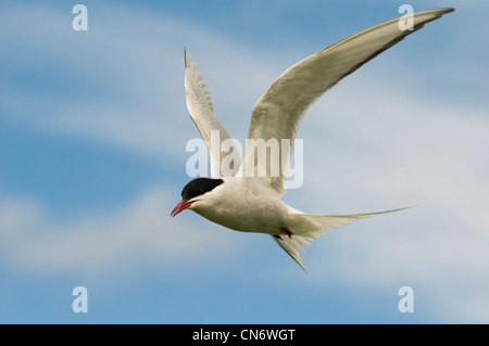 An arctic tern (Sterna paradisaea) in flight over Inner Farne, Northumberland. May. Stock Photo