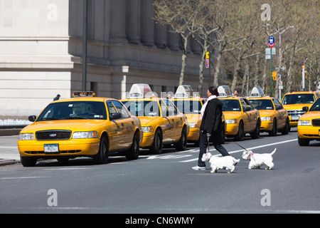 woman walking dogs and taxis outside Metropolitan Museum of Art, Manhattan, New York City, USA Stock Photo