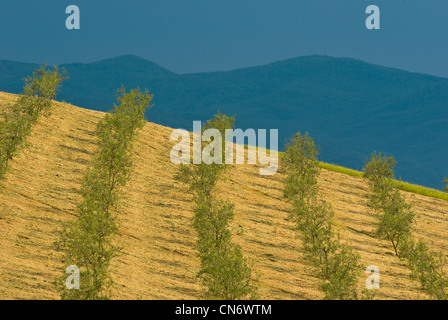 Olive trees Stock Photo