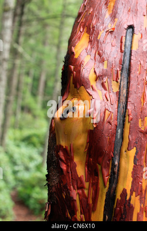 Trunk of arbutus tree with its peeling pink bark. View of Kziv