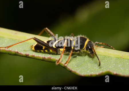 An adult wasp beetle (Clytus arietis) on a leaf at RSPB Strumpshaw Fen, Norfolk. June. Stock Photo