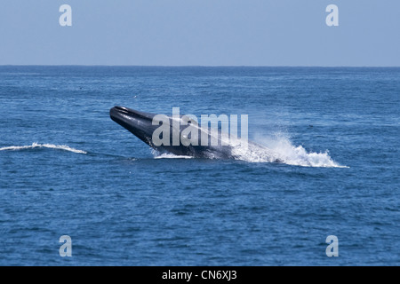 Blue Whale (Balaenoptera Musculus) breaching, extremely rare unusual image. Monterey, Pacific Ocean. NOT A DIGITAL MANIPULATION. Stock Photo
