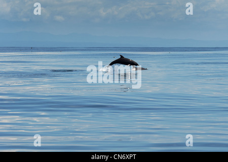 Common Bottlenose Dolphin, Tursiops truncatus, porpoising on calm seas. Costa Rica, Pacific Ocean. Stock Photo