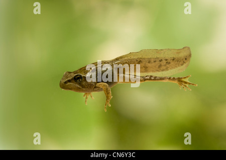 common frog tadpole with legs, photographed in a tank and released afterwards. Stock Photo