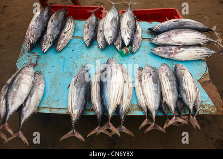 On the counter is a large pile of fresh caught tuna, big beautiful tails. Stock Photo