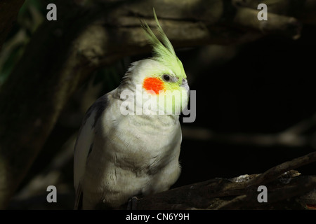 Male Cockatiel with yellow crest and red cheek patches Stock Photo