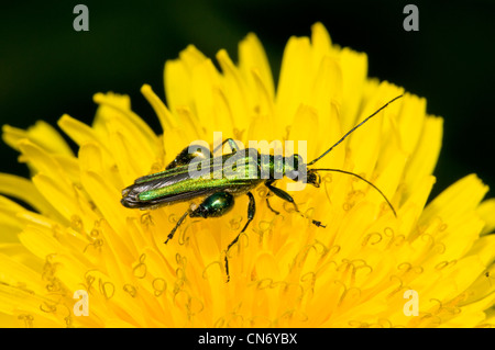 An adult male thick-legged flower beetle (Oedemera nobilis) on a dandelion at Crossness Nature Reserve, Bexley, Kent. June. Stock Photo