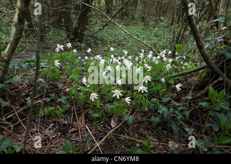 White wood anenome growing wild in a Welsh woodland in  Carmarthenshire Wales UK  KATHY DEWITT Stock Photo