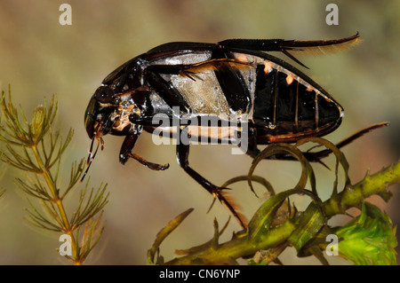 A great silver beetle swimming through pond weed at Priory Water, Leicestershire. Photographed in a tank and released. May Stock Photo