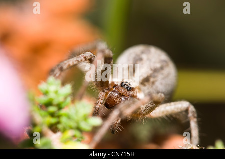 A labyrinth spider out of its web and clambering over heather at Thursley Common National Nature Reserve, Surrey. August. Stock Photo